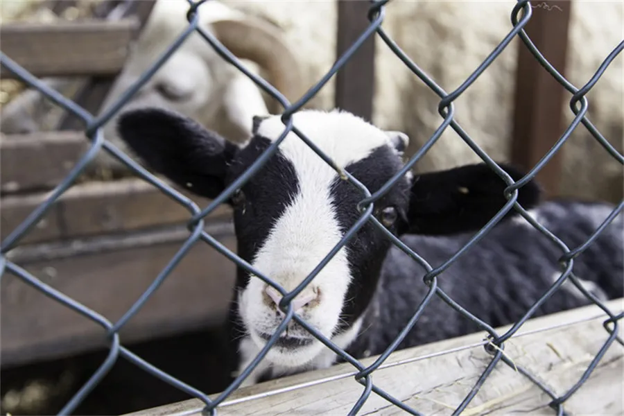 Sheep Fence and Restraint in Sheep Farming Equipme03