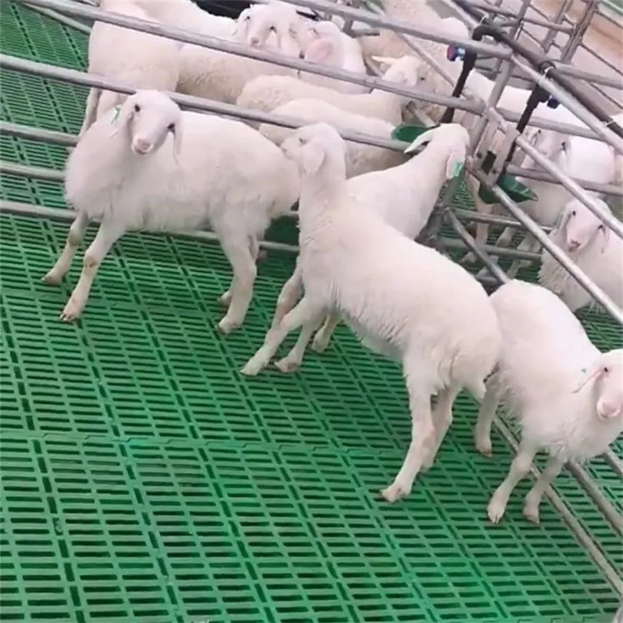 Sheep Fence and Restraint in Sheep Farming Equipme04