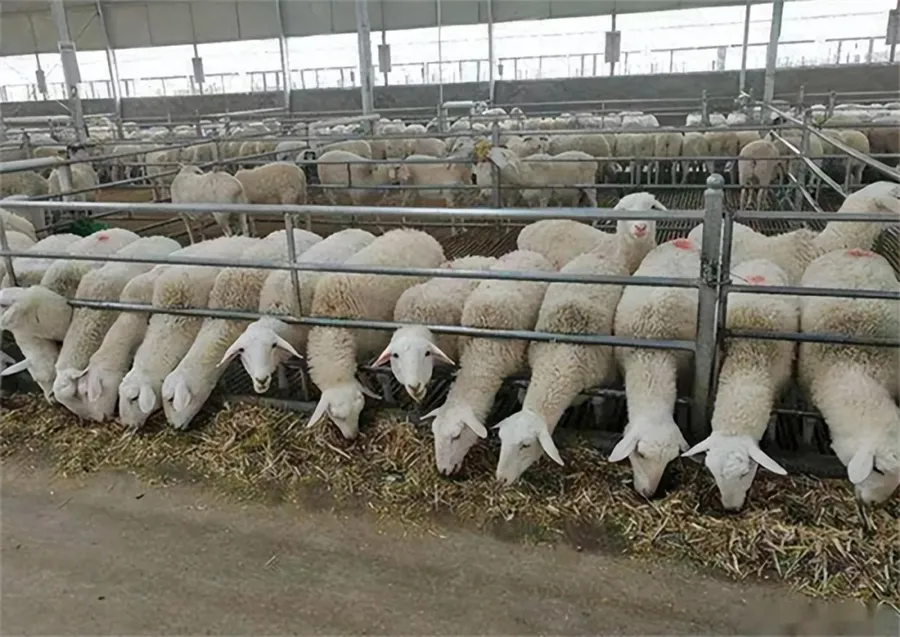 Sheep Fence and Restraint in Sheep Farming Equipme07