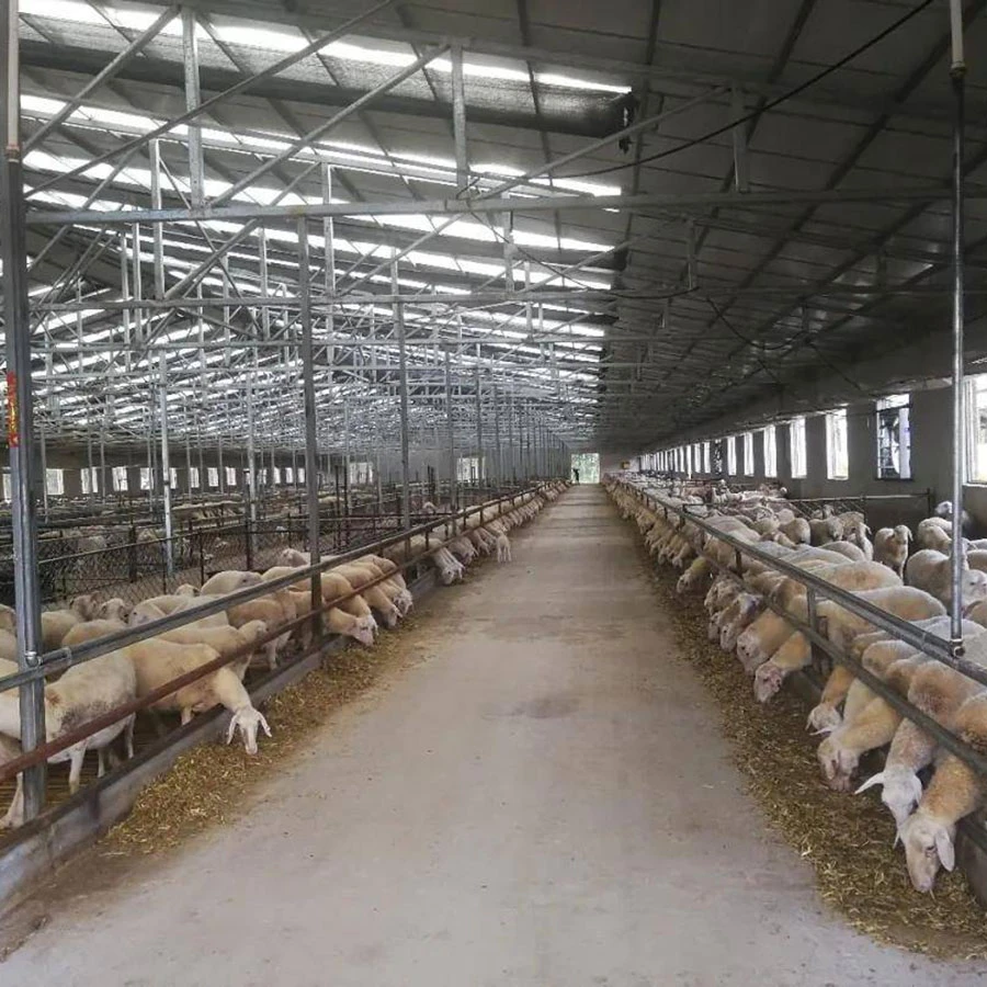 Sheep Fence And Restraint In Sheep Farming Equipment