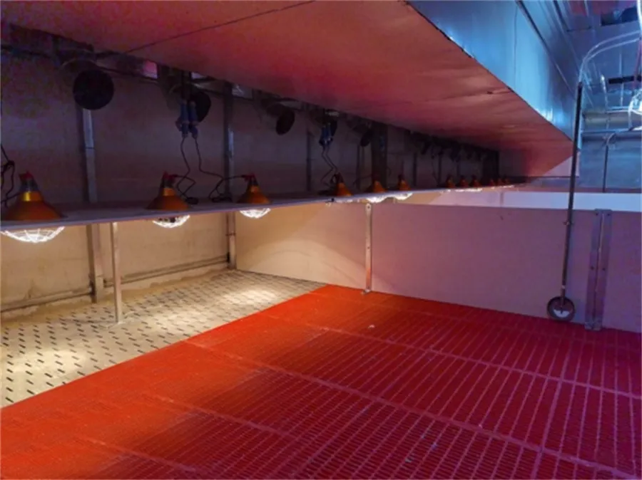 Weaner Nursery Stall in pig farming equipment03