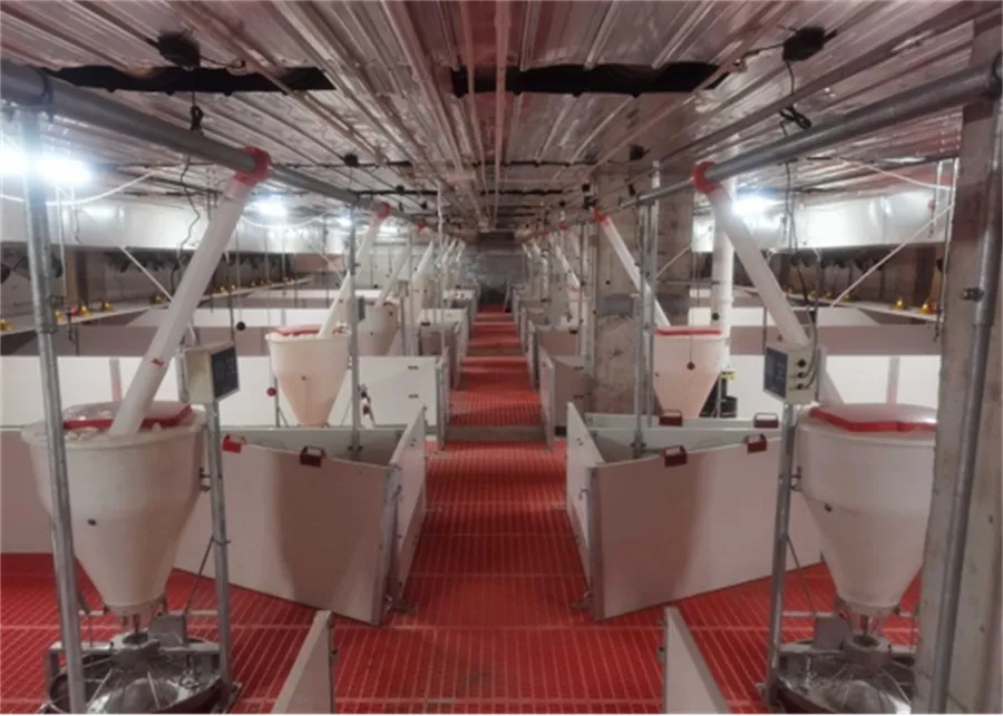 Weaner Nursery Stall in pig farming equipment05