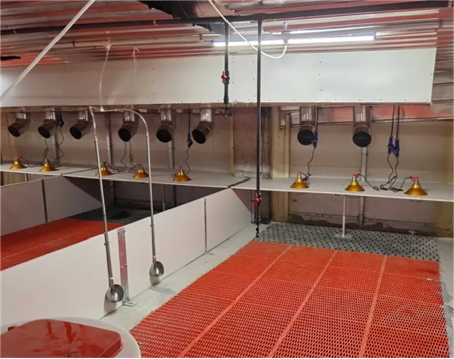 Price Of Pig Reflects Recovery Of The Pig Farming Industry In China