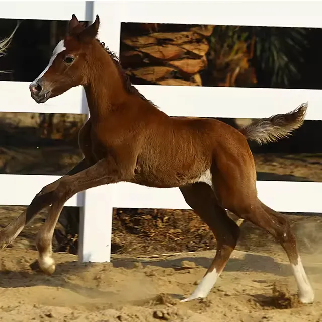 pvc horse fence application