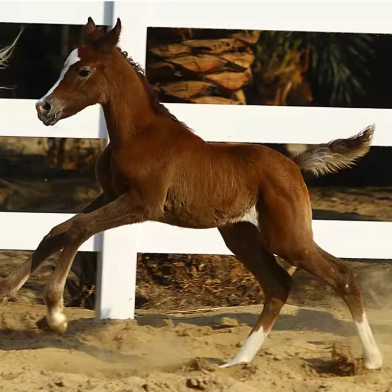 see more about PVC Horse Fencing – Safety, Simplicity, and Structure for Your Equine Space