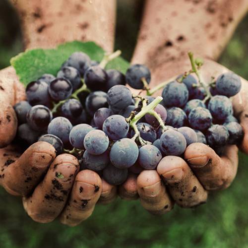 OEM cast iron sauce pot for wholesale, durable and high-quality kitchen cookware.