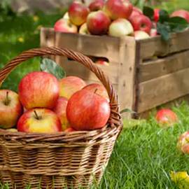 Durable Cast Iron Griddle for Perfectly Cooked Meals and Versatile Cooking Experiences