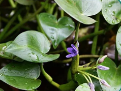 Penoxsulam herbicide: ChengNong's rice revolution