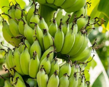 Natural fungicide for fruits trees from Hebei