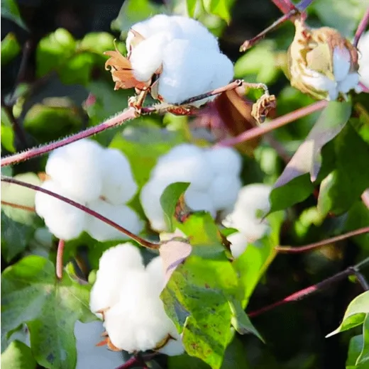 Choosing Reliable Fungicide Manufacturers for Agricultural Success