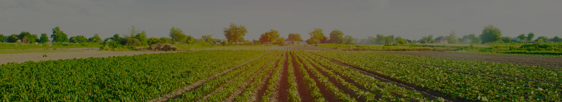 Difenoconazole15%+Pyraclostrobin25% SC