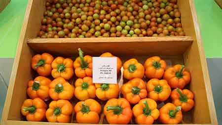 Effective Difenoconazole 10 WDG for Crop Protection and Disease Management Solutions