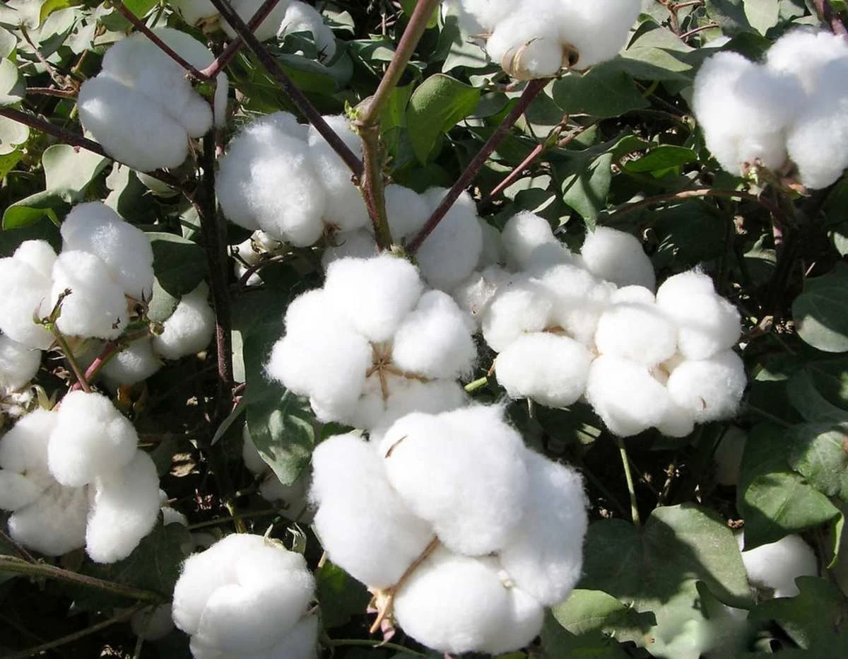 The control of insect pests in cotton field