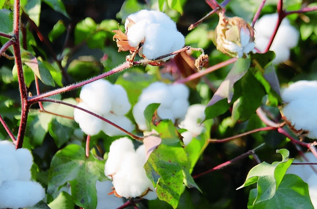 Weeds are a key factor affecting cotton yield