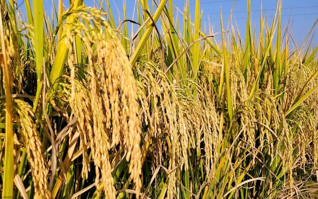 The Evolution of Herbicide Technology: From Traditional Formulas to Eco-Friendly Alternatives