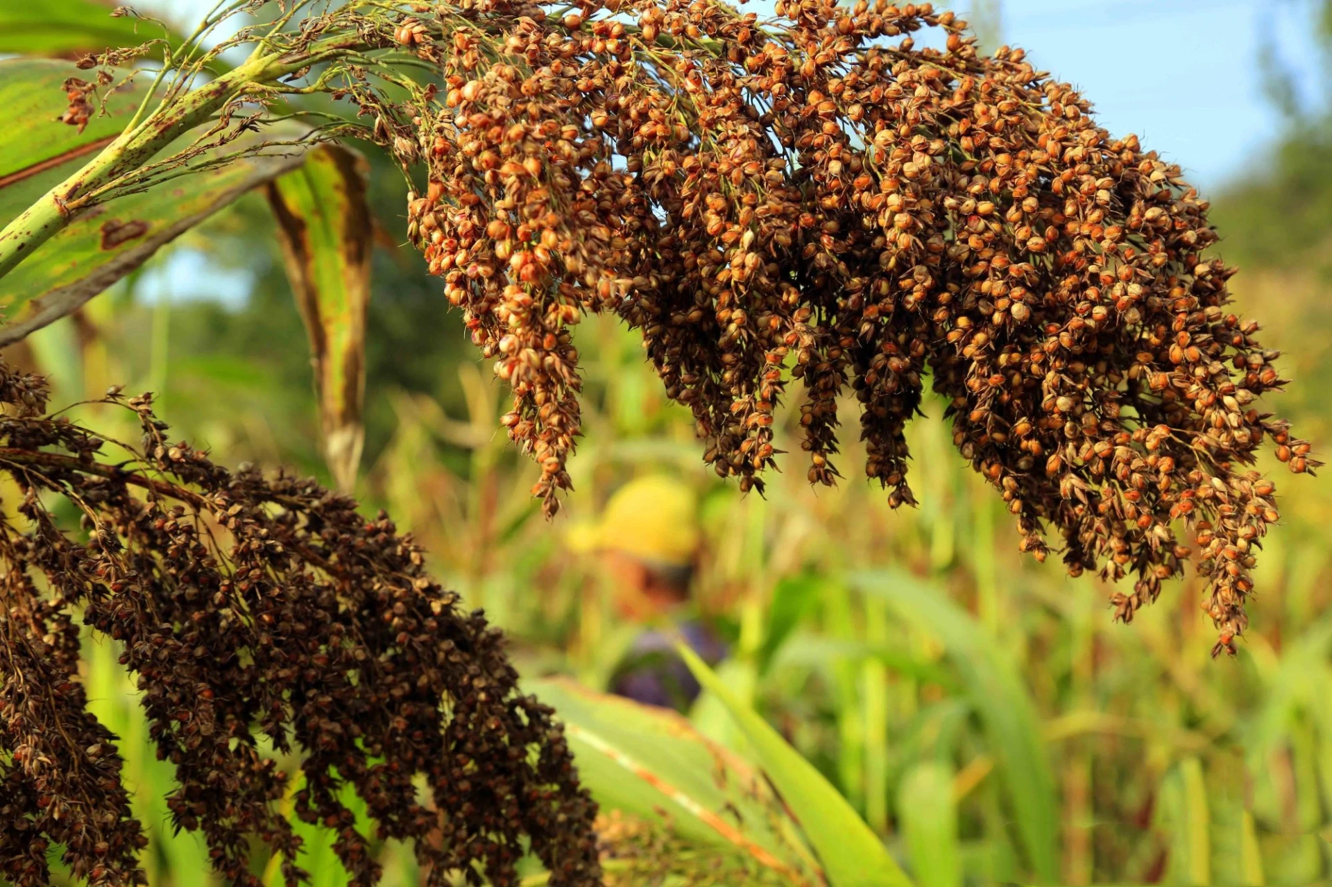 custom boscalid 30% sc