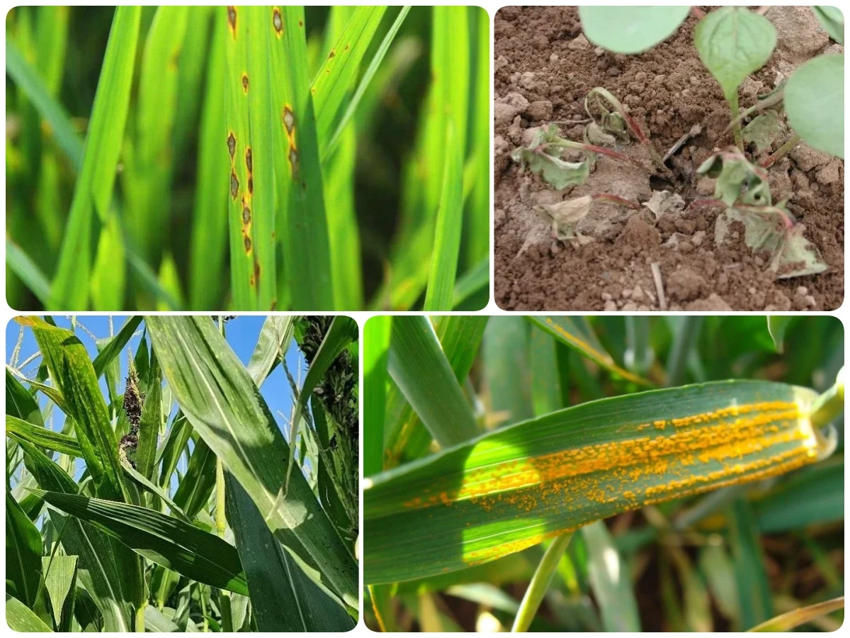 difenoconazole brand name companies