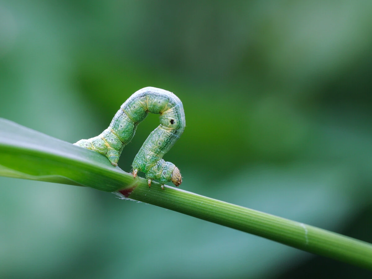 Insecticides: Safeguarding Agriculture and Public Health