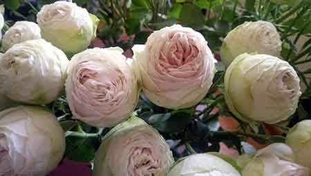 chlorothalonil epa sap