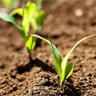 acetamiprid 20 ec factory