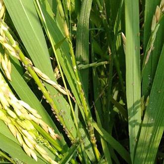 This is a Physical Test for besgrimex 3.6%EC and abamectin 3.6% EC