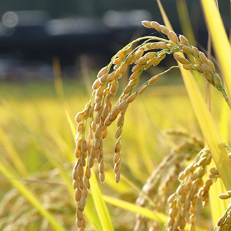 Bispyribac-sodium 20% +Pyrazosulfuron-ethyl 10% WP