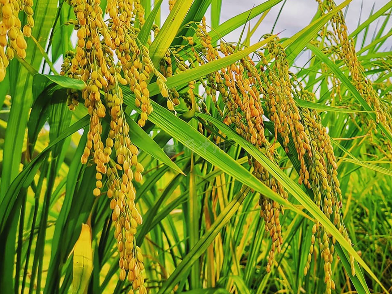 India officially launches anti-dumping investigation into China's pretilachlor and PEDA