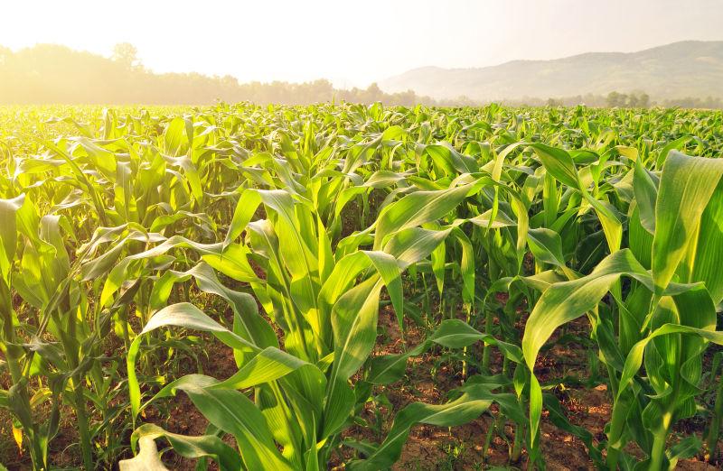 mesotrione herbicide canada