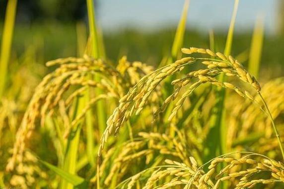What are the mainstream pesticides commonly used in rice?