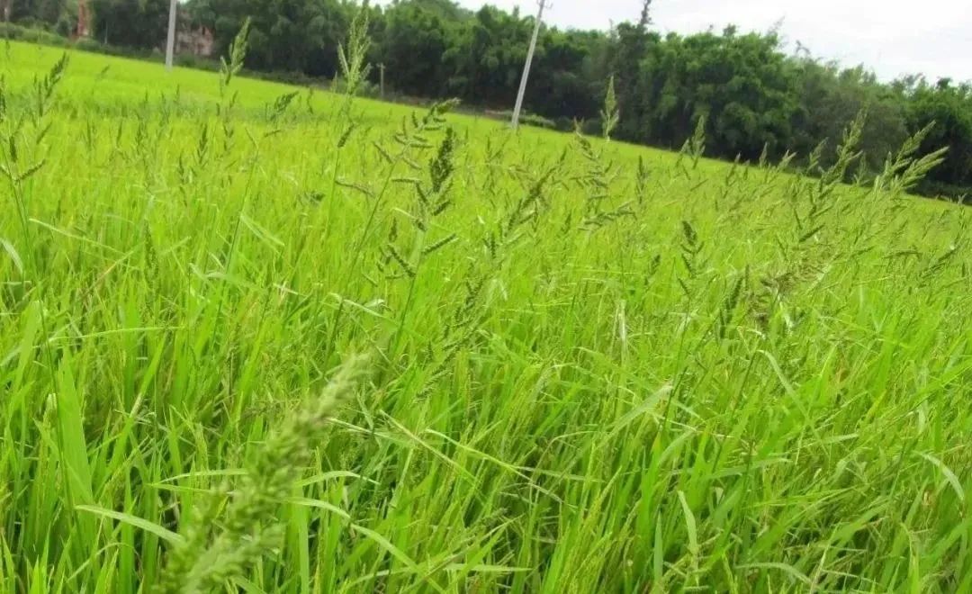 Herbicides commonly used in rice
