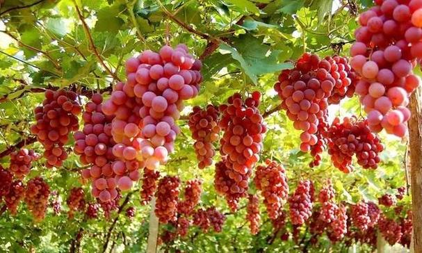 How to differentiate between fungal and bacterial diseases