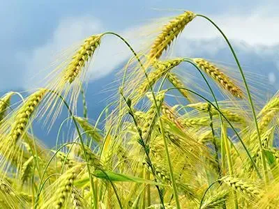 pyraclostrobin boscalid msds exporter