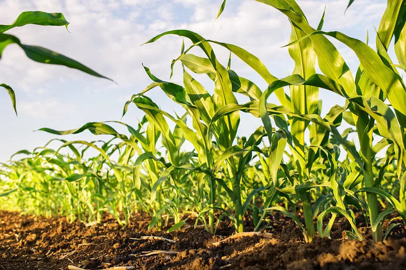 Weed control in corn/maize
