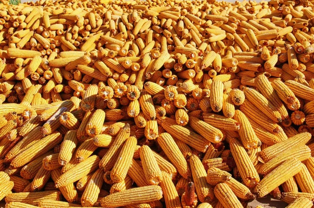 A brief discussion on corn pest control