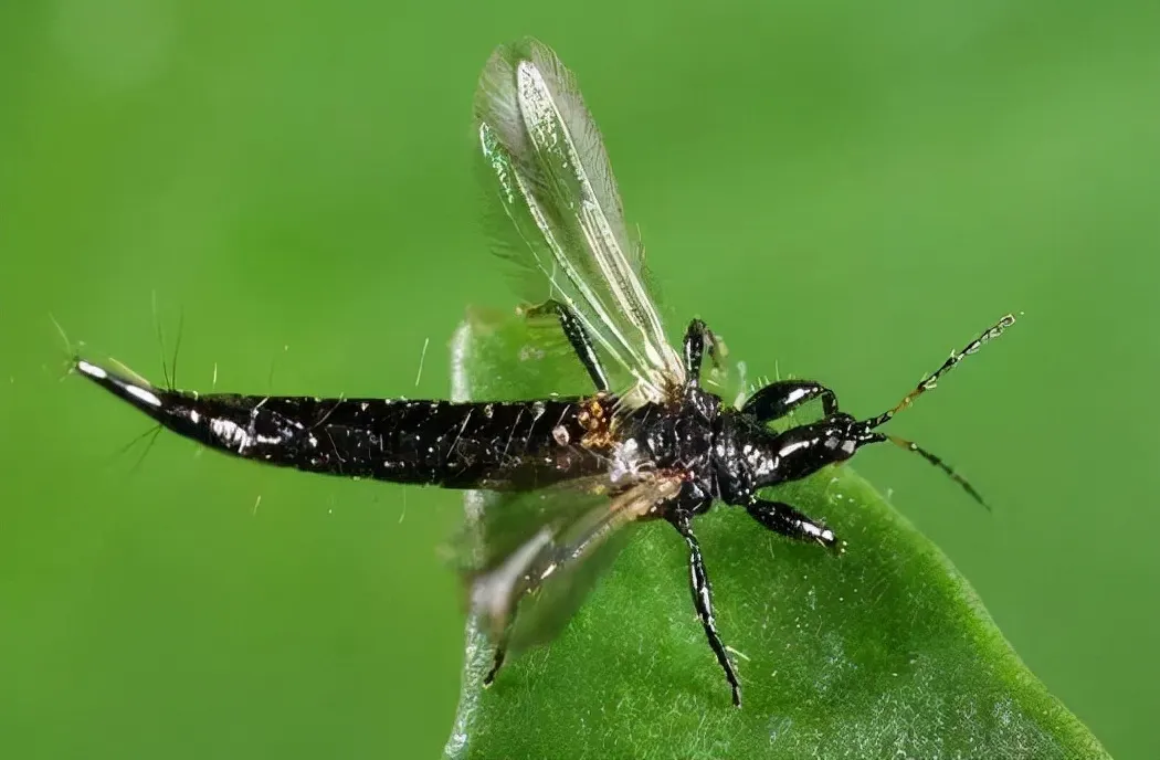 How to control thrips - mixed formulation