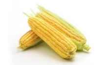 88 new cornfield herbicide products registered in 2024