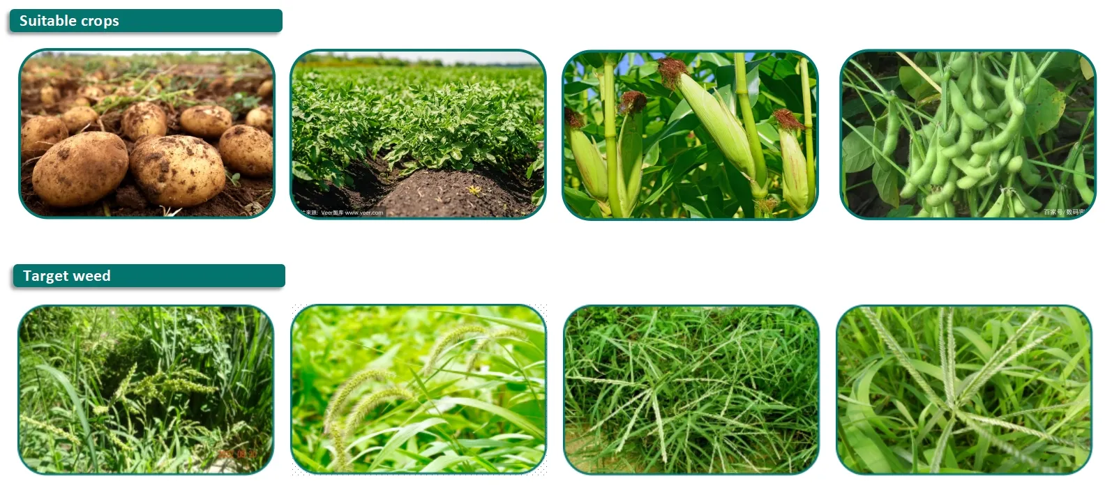 Best price Wholesale Acetamiprid 97%TC 20% SP 40% SP 70% WDG 20% WP insecticide