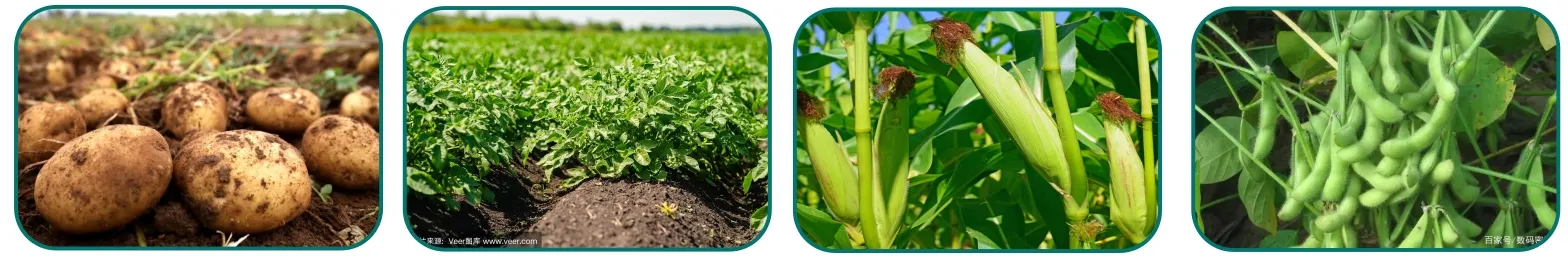 acetochlor herbicide