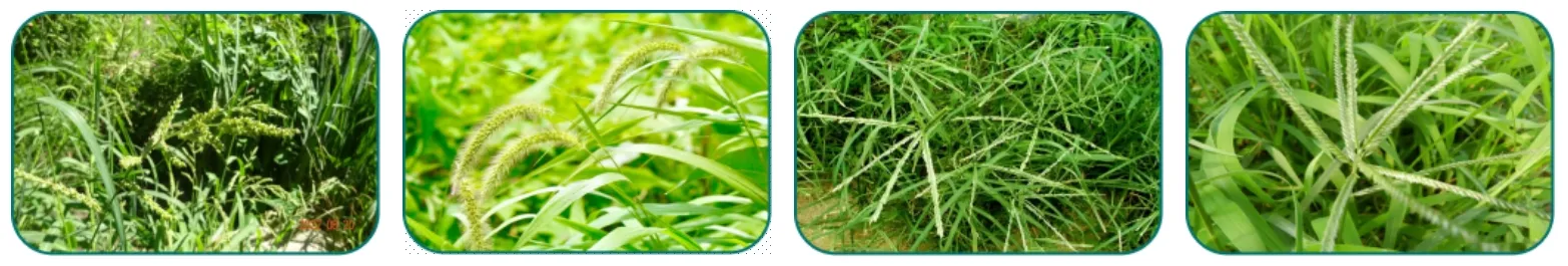 mesotrione sc msds pricelist