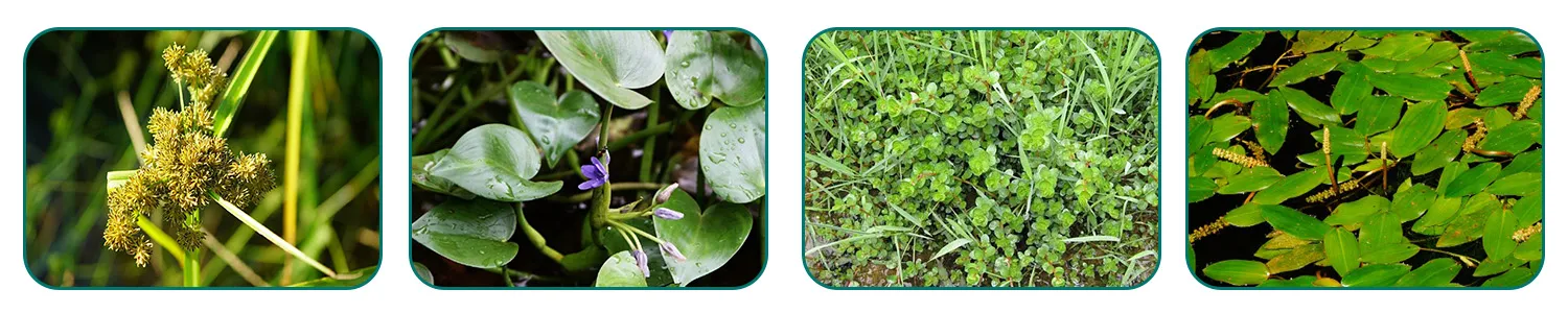 abamectin pesticide california suppliers