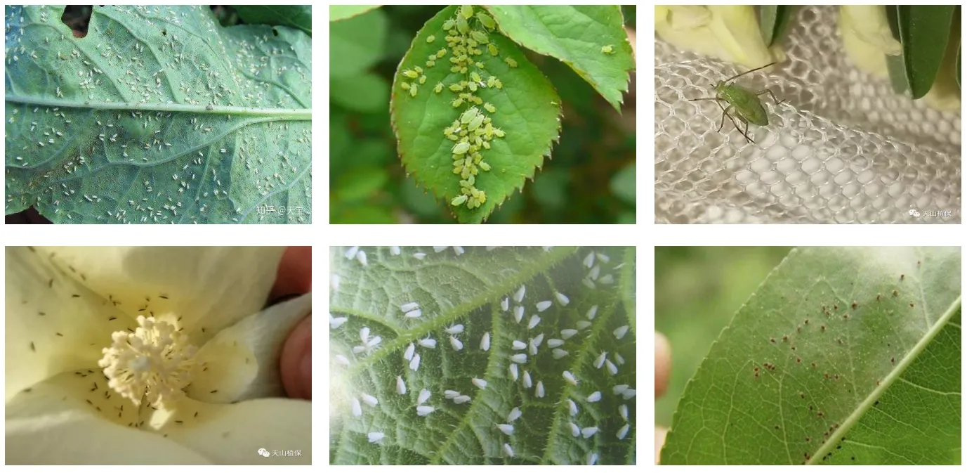 The control of insect pests in cotton field