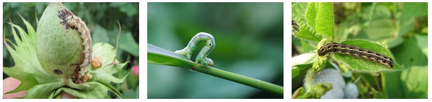 The control of insect pests in cotton field