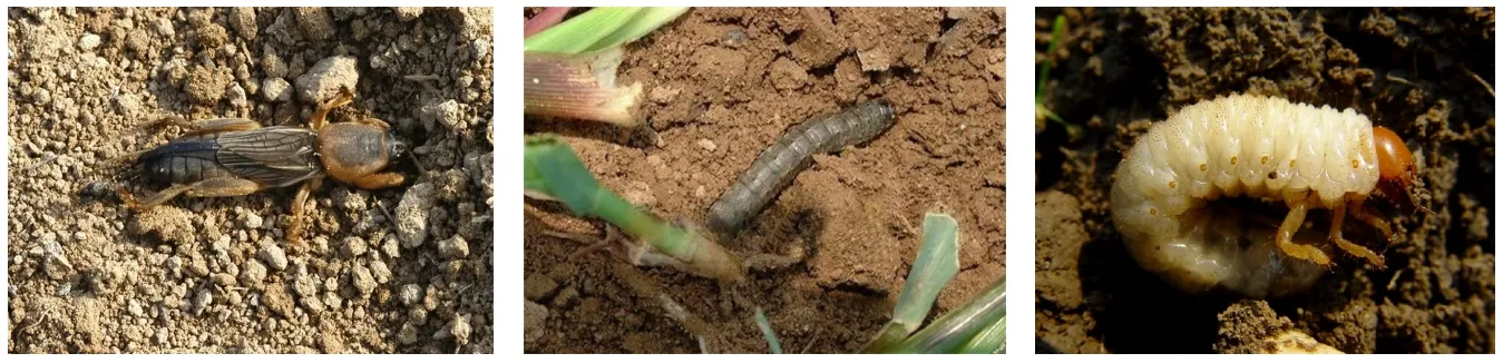 The control of insect pests in cotton field