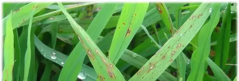 chlorpyrifos pubchem manufacturers