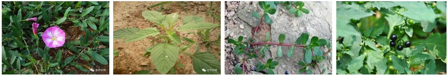 na nagbebenta ng carbendazim