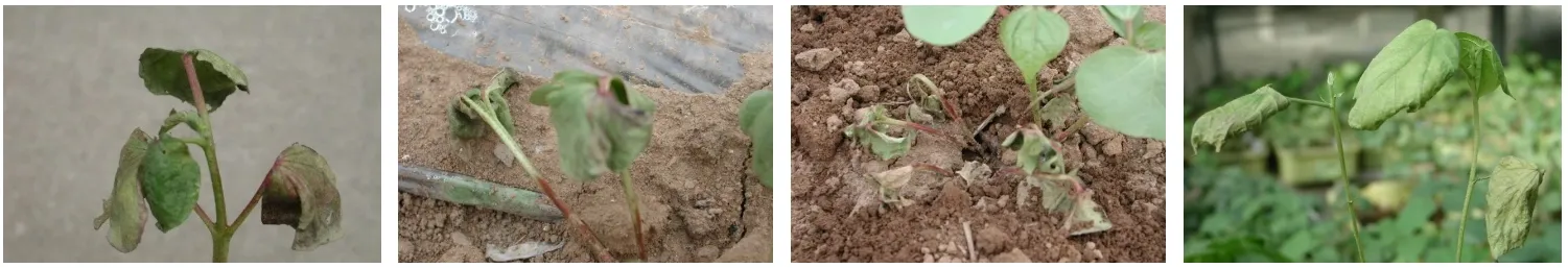 Weeds are a key factor affecting cotton yield