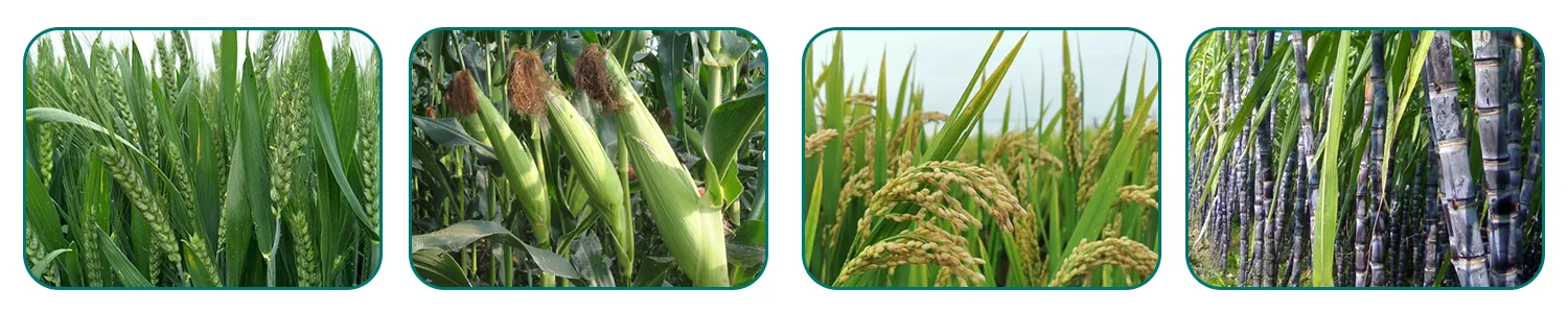 selective herbicide for broadleaf weeds