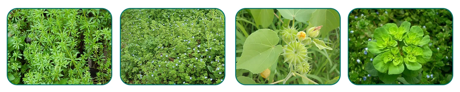 selective herbicide for broadleaf weeds
