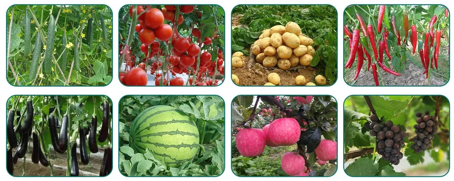 fluopicolide fungicide