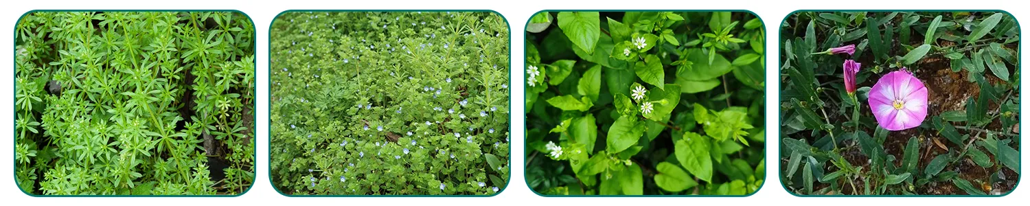 post emergence herbicide for wheat